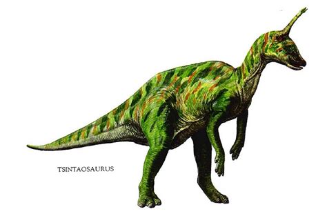 tinolang dinosaur|Tsintaosaurus .